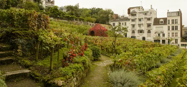 Clos Montmartre