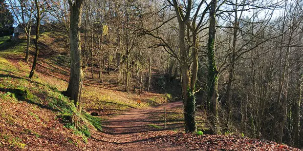 Forêt de la Petite Pierre - Alsace