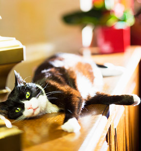 Chat / Cat