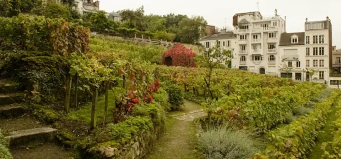 grapevines, Paris, Montmartre