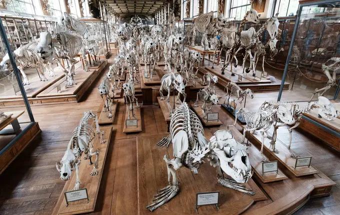 Paleontology Gallery skeletons