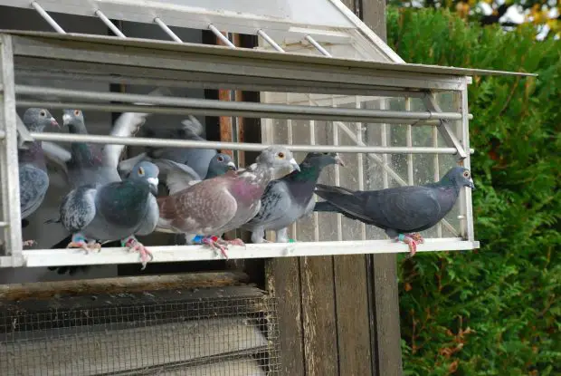 Mont-Valérien's carrier pigeons.