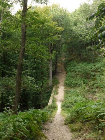 the trail through Rambouillet's forest