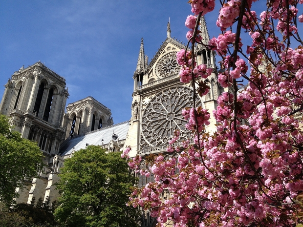 Cathedrale Paris cherry tree flowers