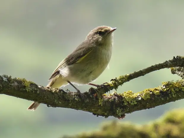 Bird in Bois de Boulogne