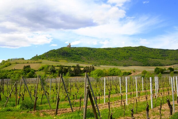 Alsatian vineyard