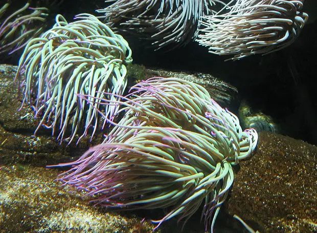 Anemonia Sulcata