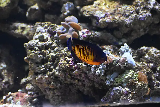 aquarium de la porte dorée