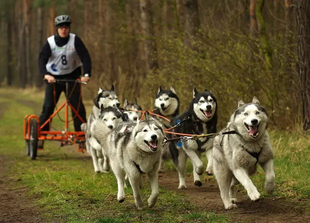 Chiens de traineau