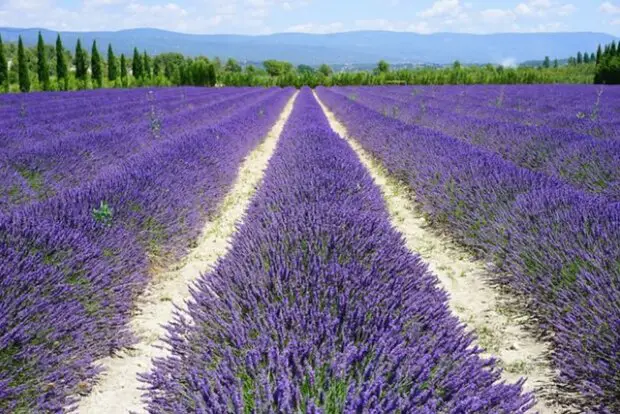 lavender fields