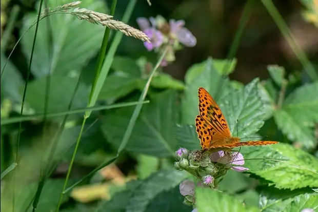 Serre aux Papillons