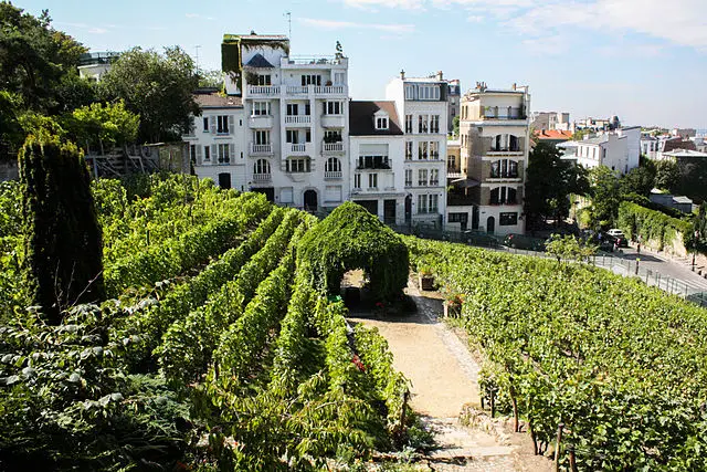 montmartre vineyards