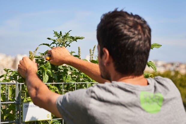 Urban farming