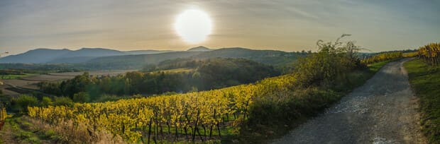 Alsace wine route