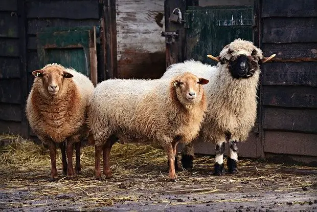 farm in Paris