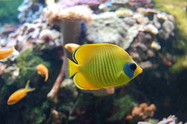 aquarium tropical