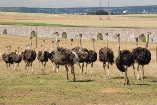 An ostrich farm