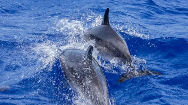 sea trip wieh dolphins