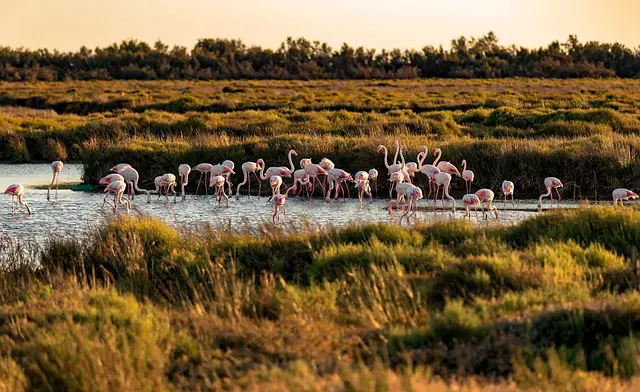 Camargues