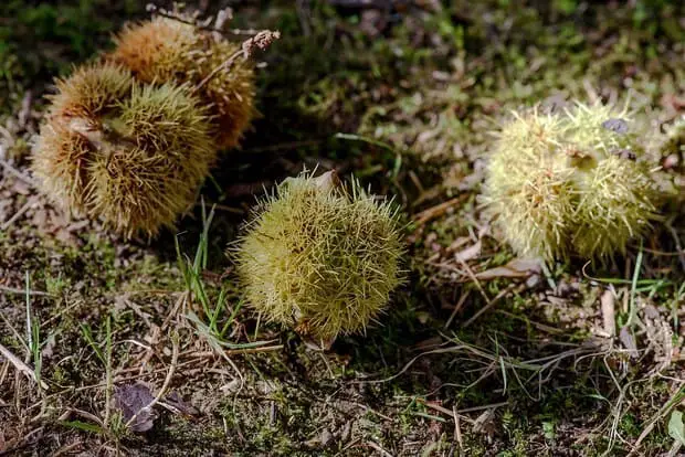 Chestnut Ardèche