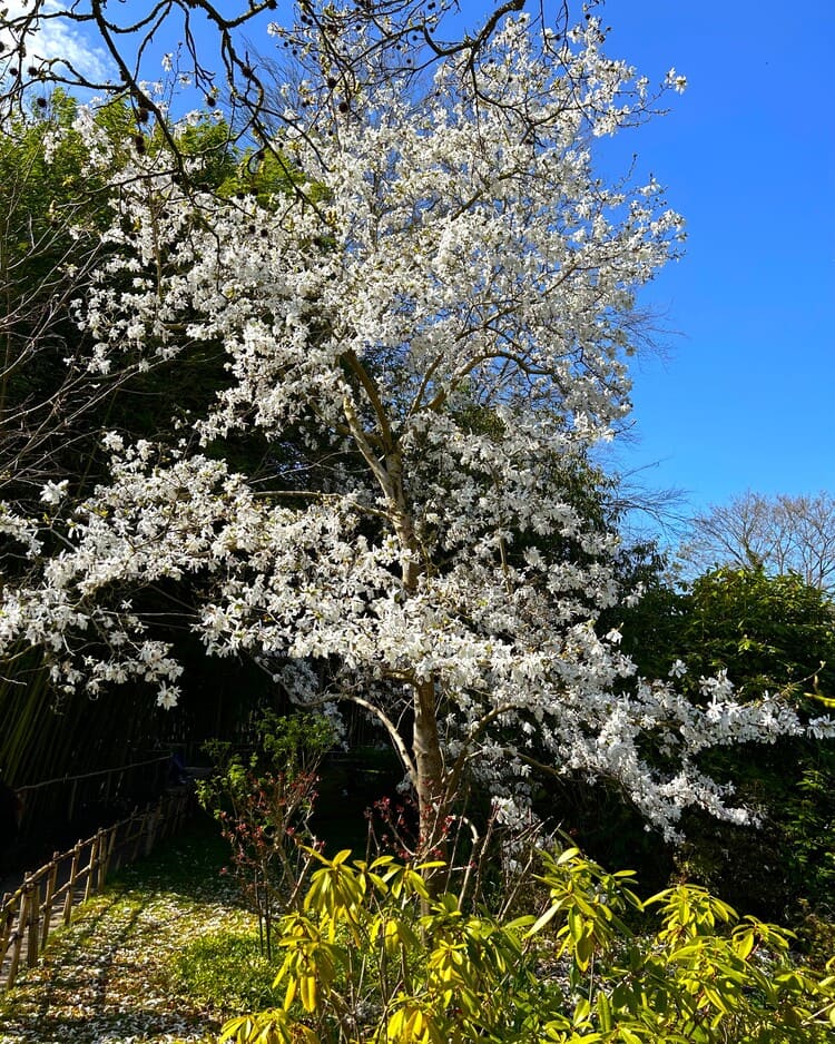 Cherry blossom