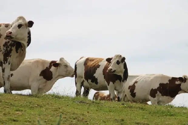 Cows from Normandy