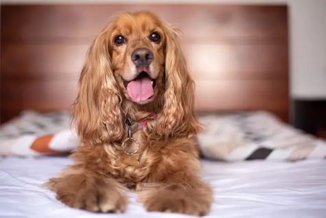 dog on hotel bed