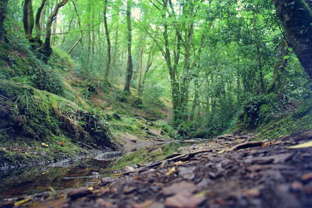 Foret Broceliande