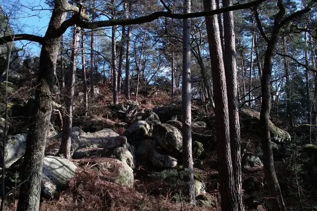 Fontainebleau forest