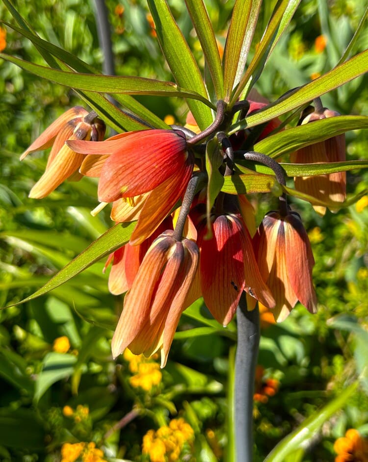 Fritilaire impériale