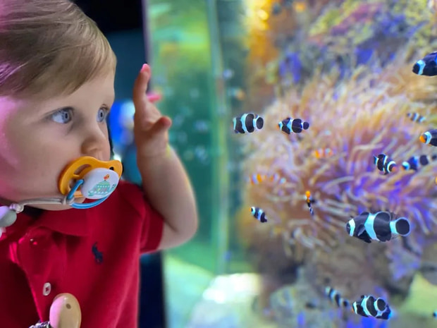 aquarium