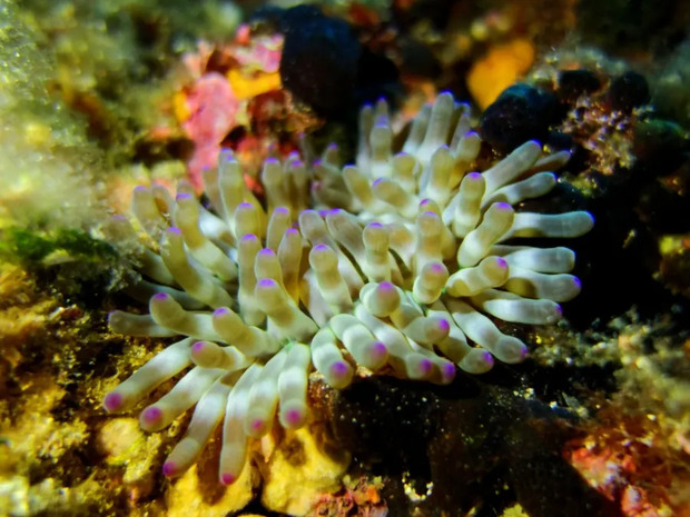 scubadiving