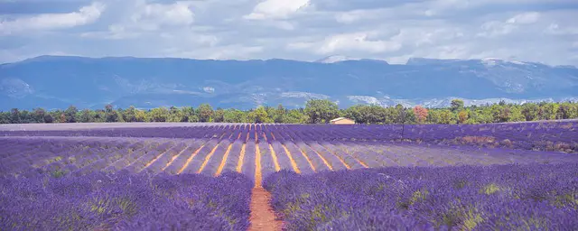 A gorgeous lavender field in Provence