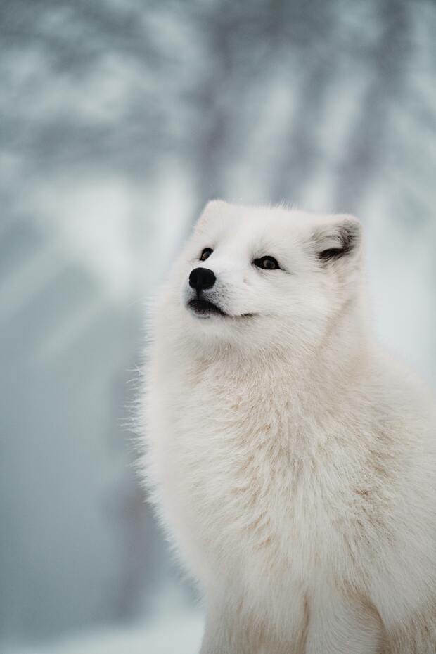 Arctic Fox