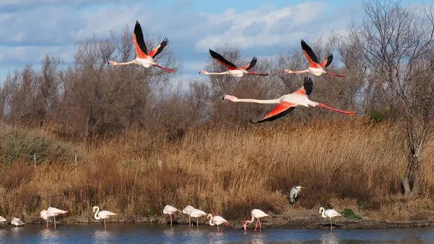 Natural Reserve of Camargue