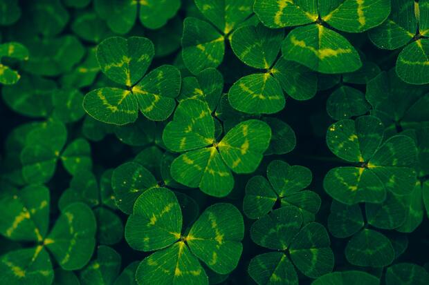 Some leaf clovers