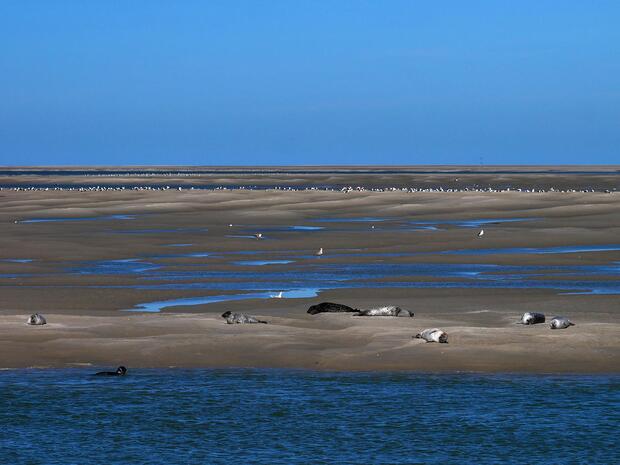 Somme bay seals