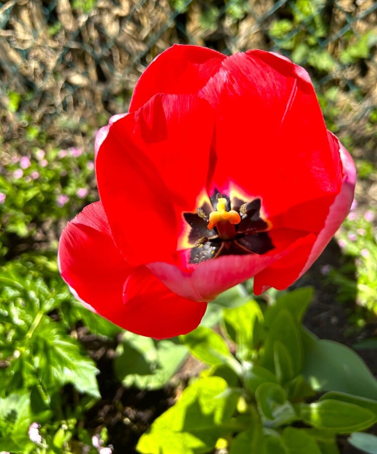 Tulipa Agenensis