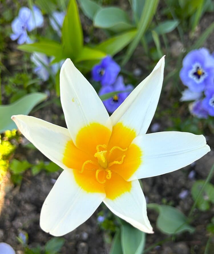 Tulipe nénuphar