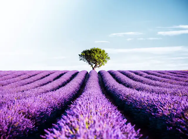 Valensole Plateau