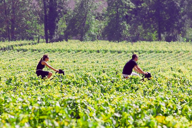 vineyards