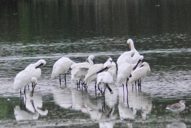 White Spoonbills