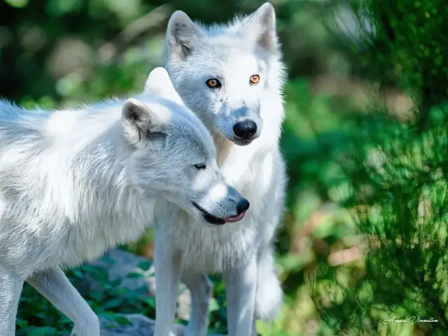 parc animalier courzieu