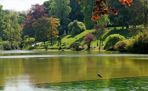 lago arboles pajaros