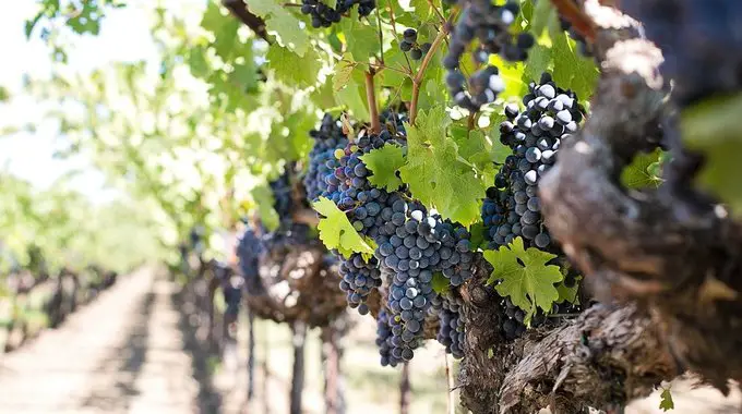 Der französische Wein ist weltweit bekannt