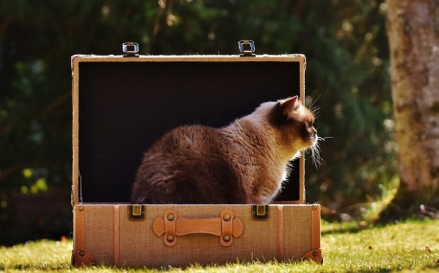 chat dans une valise