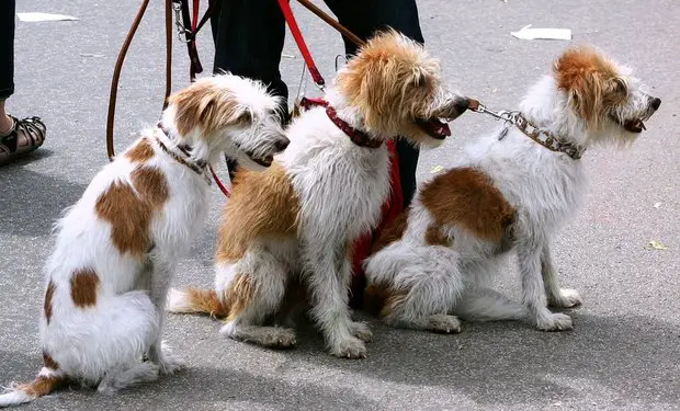 Chiens promenade