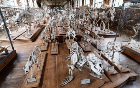 Paléontologie, os d'animaux