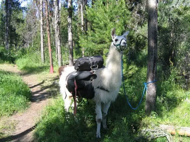 Lama en forêt