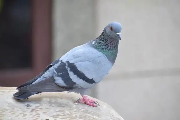 Pigeon voyageur comme ceux utilisés par l'armée